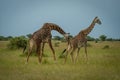 Male Masai giraffe sniffs rear of female