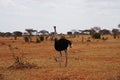 Male Masai Ostrich on african savanna at Tsavo East National Park in Kenya