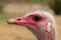 Male Masai Ostrich in Oudtshoorn. South Africa