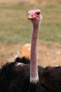 Male Masai Ostrich in Oudtshoorn. South Africa Royalty Free Stock Photo