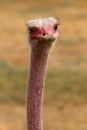 Male Masai Ostrich in Oudtshoorn. South Africa