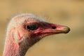 Male Masai Ostrich in Oudtshoorn. South Africa Royalty Free Stock Photo