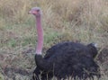 Male masai ostrich sitting alert and guarding eggs on nest in the wild masai mara, kenya