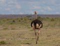male masai ostrich walking away with head turned and beak open in the wild plains of amboseli national park, kenya