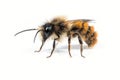 Male Mason Bee