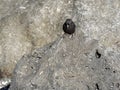 The male Medium ground finch, Geospiza fortis, on sandy beach, Tortuga Bay, Santa Cruz, Galapagos Islands, Ecuador Royalty Free Stock Photo