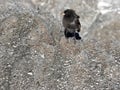 The male Medium ground finch, Geospiza fortis, on sandy beach, Tortuga Bay, Santa Cruz, Galapagos Islands, Ecuador