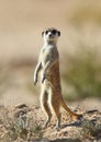 Male Meerkat or Suricate standing guard