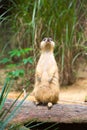 A Meerkat standing on a branch guarding its territory Royalty Free Stock Photo