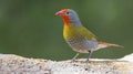 Male Melba Finch drinking water from rocks next to pond