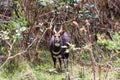 Male Menelik Bushbuck Bale Mountain, Ethiopia