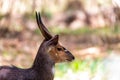 Male Menelik Bushbuck Bale Mountain, Ethiopia