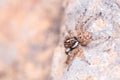 Male Menemerus semilimbatus spider posed on a rock waiting for preys