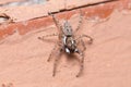 Male Menemerus semilimbatus spider staring from a wall