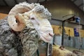 Male Merino sheep Royalty Free Stock Photo