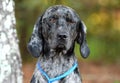 Merle Bluetick Coonhound dog outside on leash