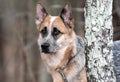 Male merle Cattle dog and German Shepherd mix breed dog outside on a leash Royalty Free Stock Photo