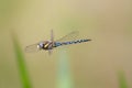 Male Migrant Hawker (Aeshna mixta) Royalty Free Stock Photo