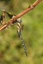 A male Migrant Hawker Dragonfly Aeshna mixta perched on a branch. Royalty Free Stock Photo