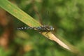 A male Migrant Hawker Dragonfly, Aeshna mixta, perching on a reed at the edge of a lake in the UK. Royalty Free Stock Photo