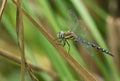 A male Migrant Hawker Dragonfly, Aeshna mixta, perching on a reed at the edge of a lake in the UK. Royalty Free Stock Photo