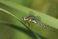 A male Migrant Hawker Dragonfly, Aeshna mixta, perching on a reed at the edge of a lake in the UK. Royalty Free Stock Photo