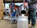 male milkman pours fresh milk from a cow with the help of an automated device for milking cows. concept of dairy Royalty Free Stock Photo