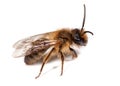 Male Mining Bee Royalty Free Stock Photo