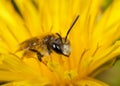 Male Mining Bee Royalty Free Stock Photo