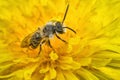 Male Mining Bee Royalty Free Stock Photo
