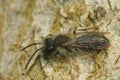 A male mining beee, Andrena , is warming up on a tree trunk