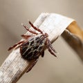 Male mite sitting on a blade of a dry grass in nature macro