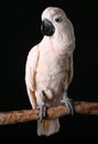 Male Moluccan Salmon Crested Cockatoo Royalty Free Stock Photo