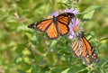 Male monarchs wings spread and in profile on New England asters Royalty Free Stock Photo