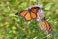 Male monarchs wings spread and in profile on New England asters