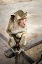 Male monkey sitting on wood,Macaca fascicularis Royalty Free Stock Photo