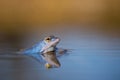 Male of The Moor frog Rana arvalis in Czech Republic