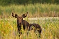 Male moose is hiding behind high grass around the marsh in the park Royalty Free Stock Photo