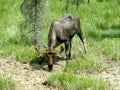 Male moose drinking from puddle in Kootenay National Park, British Columbia, Canada