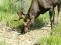 Male moose drinking from puddle in Kootenay National Park, British Columbia, Canada