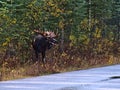 Male moose with enormous antlers standing beside road in forest in Jasper National Park, Alberta, Canada. Royalty Free Stock Photo