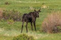 Male Moose in a Meadow in Rocky Mountain National Park Royalty Free Stock Photo