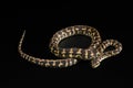 The male morelia spilota harrisoni python on black Royalty Free Stock Photo