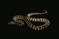 The male morelia spilota harrisoni python on black Royalty Free Stock Photo