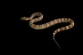 The male morelia spilota harrisoni python on black Royalty Free Stock Photo