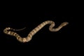 The male morelia spilota harrisoni python on black Royalty Free Stock Photo