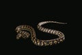 The male morelia spilota harrisoni python on black Royalty Free Stock Photo