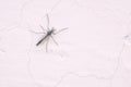 male mosquito Royalty Free Stock Photo