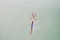 Male mosquito