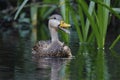 Male Mottled Duck calling on a Florida river